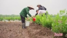 Công ty cổ phần Dược liệu Trường Xuân