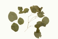 Dâm dương hoắc thumbnail 1