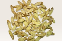 Hoàng kỳ thumbnail 1
