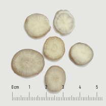 Bạch thược (Radix Paeoniae lactiflorae)