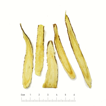 Cam thảo (Radix et Rhizoma Glycyrrhizae)