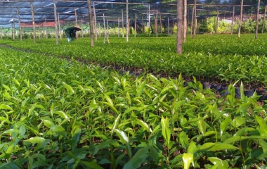 Sản xuất các loại dược liệu.