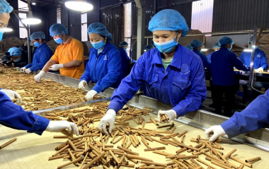Xuất nhập khẩu các mặt hàng dược liệu.