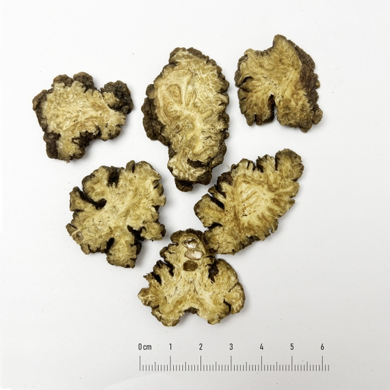 Xuyên khung (Rhizoma Ligustici wallichii)