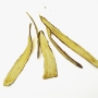 Cam thảo (Radix et Rhizoma Glycyrrhizae)